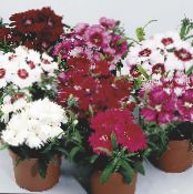 Градински цветове Dianthus, Китай Розово, Dianthus chinensis снимка, характеристики бял