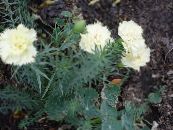 Trädgårdsblommor Nejlika, Dianthus caryophyllus foto, egenskaper vit