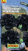 Trädgårdsblommor Nejlika, Dianthus caryophyllus foto, egenskaper svart