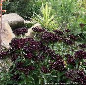 Zahradní květiny Sweet William, Dianthus barbatus fotografie, charakteristiky černá