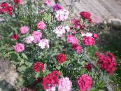 Hage Blomster Søt William, Dianthus barbatus bilde, kjennetegn rosa