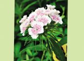 Zahradní květiny Sweet William, Dianthus barbatus fotografie, charakteristiky bílá