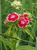 Zahradní květiny Sweet William, Dianthus barbatus fotografie, charakteristiky červená