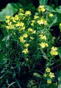 Trädgårdsblommor Dianthus Perrenial, Dianthus x allwoodii, Dianthus  hybrida, Dianthus  knappii foto, egenskaper gul