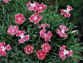Dārza Ziedi Dianthus Perrenial, Dianthus x allwoodii, Dianthus  hybrida, Dianthus  knappii foto, raksturlielumi sarkans