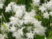 Záhradné kvety Dianthus Perrenial, Dianthus x allwoodii, Dianthus  hybrida, Dianthus  knappii fotografie, vlastnosti biely