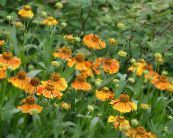 Sodo Gėlės Sneezeweed Helen Gėlė, Iltis Daisy, Helenium autumnale nuotrauka, charakteristikos oranžinis