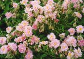 庭の花 岩のバラ, Helianthemum フォト, 特性 ピンク