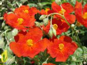 Sodo Gėlės Rokas Pakilo, Helianthemum nuotrauka, charakteristikos raudonas