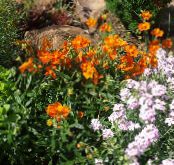 Flores de jardín Jara, Helianthemum foto, características naranja