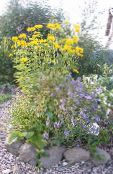 Flores de jardín Falso Girasol, Ojo De Buey, Heliopsis Girasol, Heliopsis helianthoides foto, características amarillo