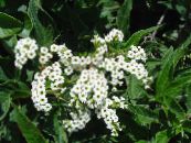 Have Blomster Heliotrop, Kirsebær Pie Plante, Heliotropium foto, egenskaber hvid