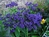 Trädgårdsblommor Heliotrop, Cherry Pie Växt, Heliotropium foto, egenskaper blå