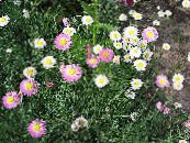 ბაღის ყვავილები ქაღალდის Daisy, Sunray, Helipterum ფოტო, მახასიათებლები თეთრი