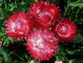 Zahradní květiny Papír Sedmikráska, Sunray, Helipterum fotografie, charakteristiky červená