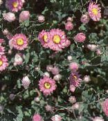 ბაღის ყვავილები ქაღალდის Daisy, Sunray, Helipterum ფოტო, მახასიათებლები ვარდისფერი