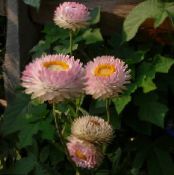Градински цветове Strawflowers, Хартия Маргаритка, Helichrysum bracteatum снимка, характеристики розов