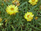 Puutarhakukat Strawflowers, Paperi Päivänkakkara, Helichrysum bracteatum kuva, ominaisuudet keltainen