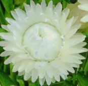 I fiori da giardino Strawflowers, Carta Margherita, Helichrysum bracteatum foto, caratteristiche bianco