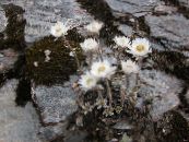 Trädgårdsblommor Helichrysum Perrenial foto, egenskaper vit