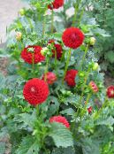 I fiori da giardino Dalia, Dahlia foto, caratteristiche rosso