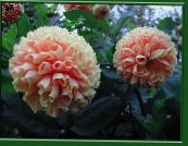 Trädgårdsblommor Dahlia foto, egenskaper rosa