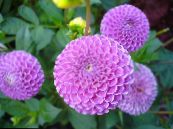 Trädgårdsblommor Dahlia foto, egenskaper lila