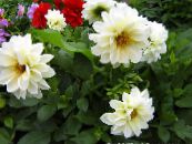 I fiori da giardino Dalia, Dahlia foto, caratteristiche bianco