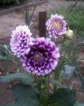 Trädgårdsblommor Dahlia foto, egenskaper violett