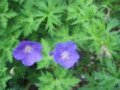 Dārza Ziedi Izturīgas Ģerāniju, Savvaļas Ģerāniju, Geranium foto, raksturlielumi gaiši zils
