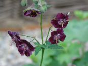 Hardy geranium, Wild Geranium  burgundy, characteristics, photo