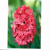 Zahradní květiny Dutch Hyacint, Hyacinthus fotografie, charakteristiky červená
