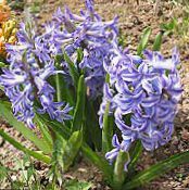 les fleurs du jardin Jacinthe Dutch, Hyacinthus photo, les caractéristiques bleu ciel