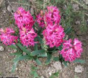 les fleurs du jardin Jacinthe Dutch, Hyacinthus photo, les caractéristiques rose