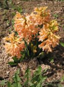Jacinthe Dutch (Hyacinthus) orange, les caractéristiques, photo