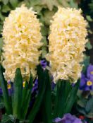 les fleurs du jardin Jacinthe Dutch, Hyacinthus photo, les caractéristiques jaune