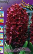 Холандски Зюмбюл (Hyacinthus) винен, характеристики, снимка