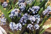 Hyacinthella Pallasiana  lichtblauw, karakteristieken, foto