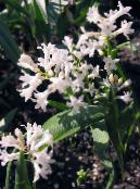 园林花卉 Hyacinthella Pallasiana 照片, 特点 白