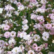 Градински цветове Gypsophila, Gypsophila paniculata снимка, характеристики розов