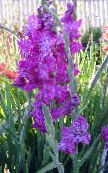 Садові Квіти Гладіолус (Шпажнік), Gladiolus фото, характеристика бузковий