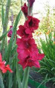 Garden Flowers Gladiolus photo, characteristics red