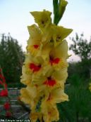Aed Lilled Gladiool, Gladiolus foto, omadused kollane