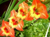 Gartenblumen Gladiole, Gladiolus foto, Merkmale orange