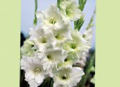 Gladiola (Gladiolus) balts, raksturlielumi, foto