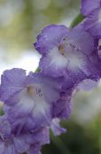 Flores do Jardim Gladíolo, Gladiolus foto, características luz azul