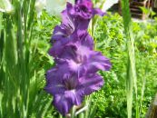 Flores do Jardim Gladíolo, Gladiolus foto, características roxo