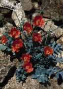 I fiori da giardino Papavero Di Mare, Papavero Cornuto, Glaucium foto, caratteristiche rosso