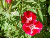 Trädgårdsblommor Atlasflower, Farväl Till Våren, Godetia foto, egenskaper röd