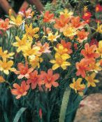 Zahradní květiny Mys Tulipán, Homeria collina, Moraea collina fotografie, charakteristiky oranžový